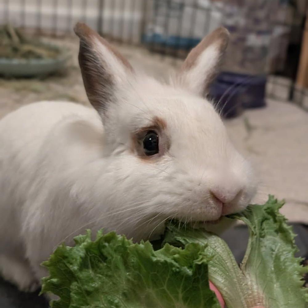 Enlarge Albert, a Adoptable Lionhead in Houston, TX image 1/5