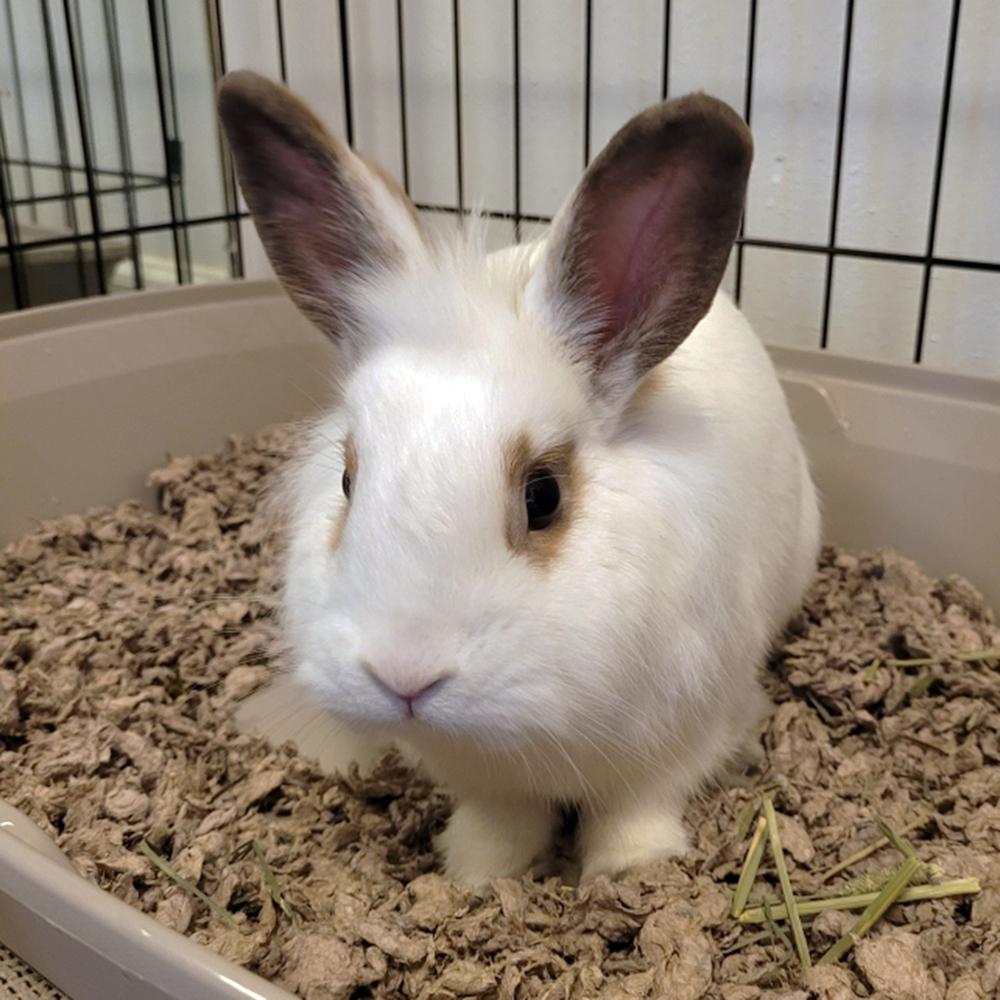 Enlarge Albert, a Adoptable Lionhead in Houston, TX image 2/5