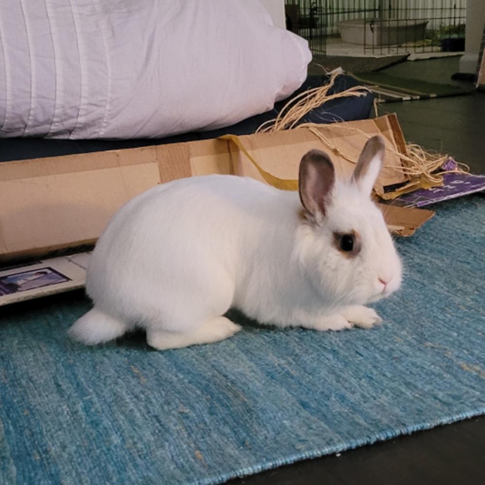Enlarge Albert, a Adoptable Lionhead in Houston, TX image 3/5