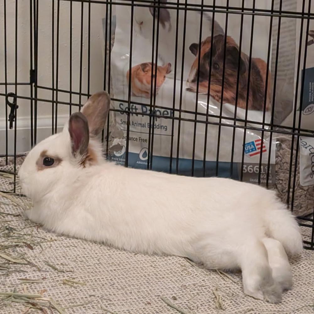 Enlarge Albert, a Adoptable Lionhead in Houston, TX image 4/5