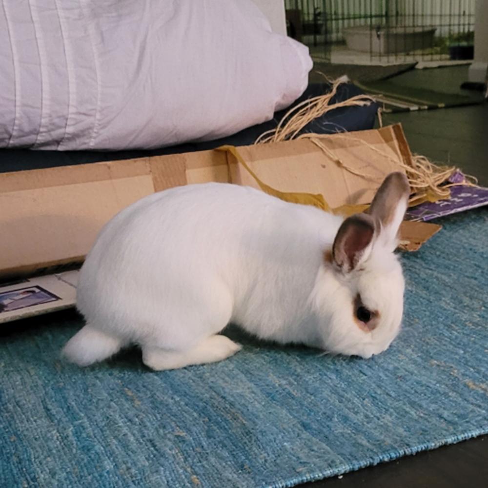 Enlarge Albert, a Adoptable Lionhead in Houston, TX image 5/5