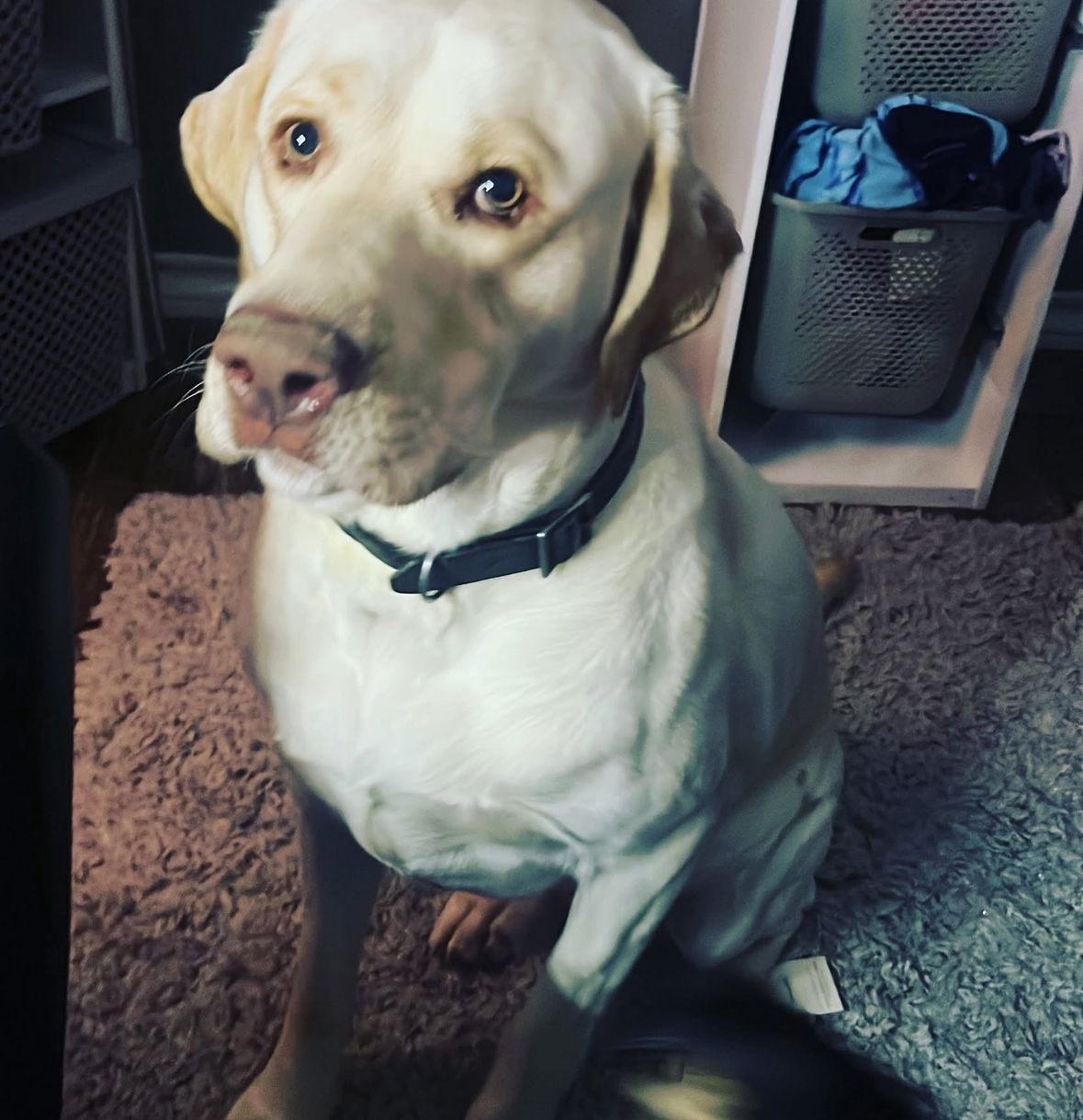 SPONSOR OR FOSTER ME - Louis, Adoptable, Adult Male Labrador Retriever.