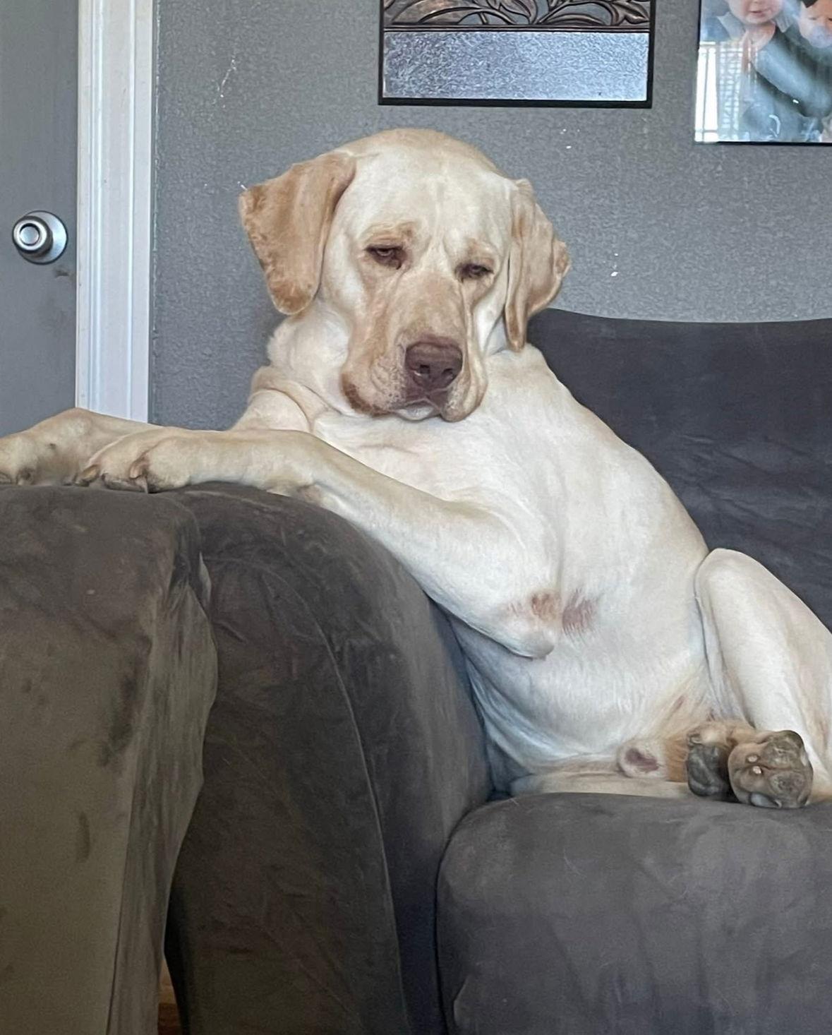 Enlarge SPONSOR OR FOSTER ME - Louis, a Adoptable Labrador Retriever in Grafton, WI image 2/3