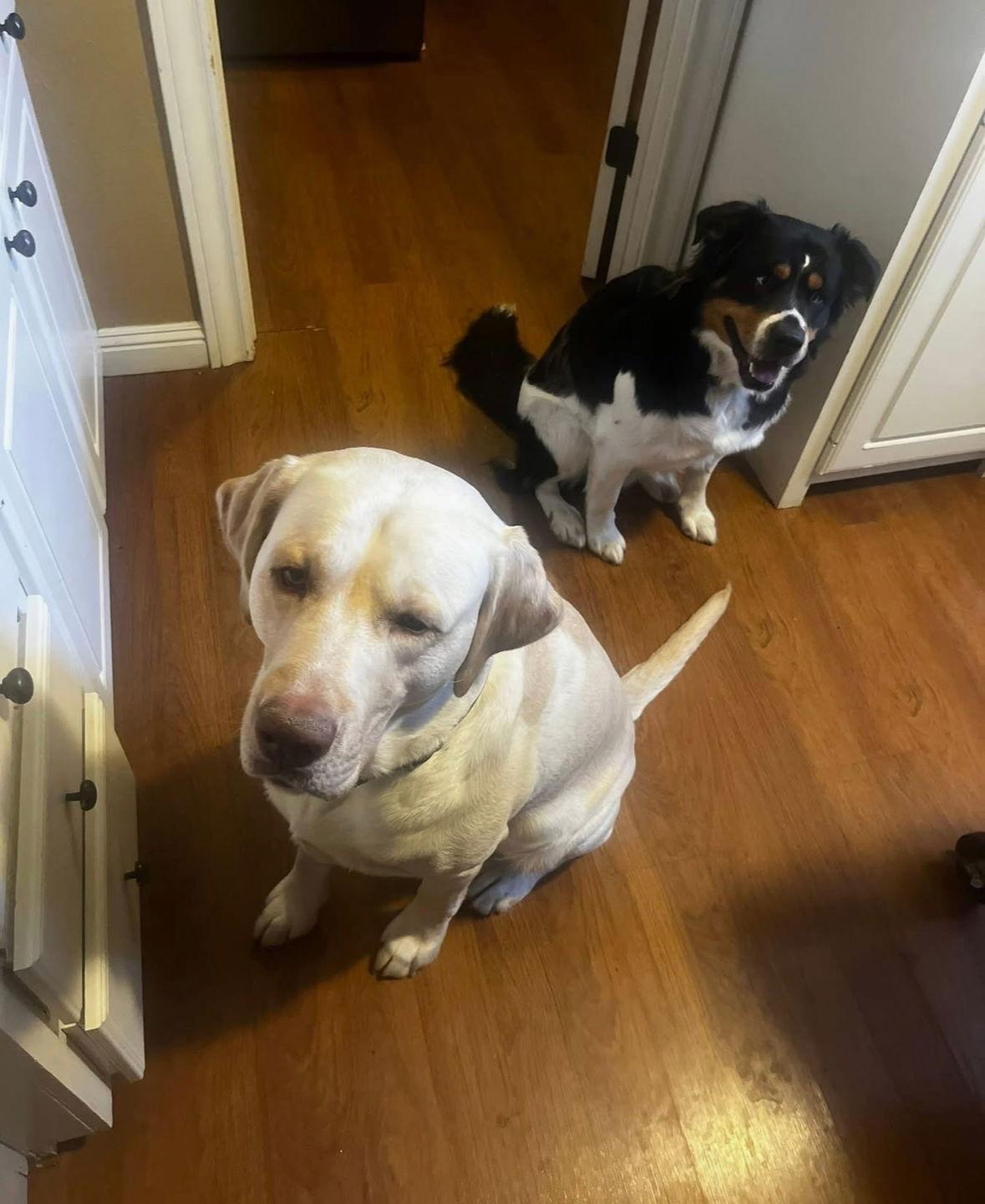 Enlarge SPONSOR OR FOSTER ME - Louis, a Adoptable Labrador Retriever in Grafton, WI image 3/3