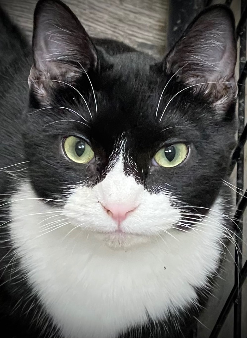 Ruben , an adoptable Domestic Short Hair in Independence, IA_image-1