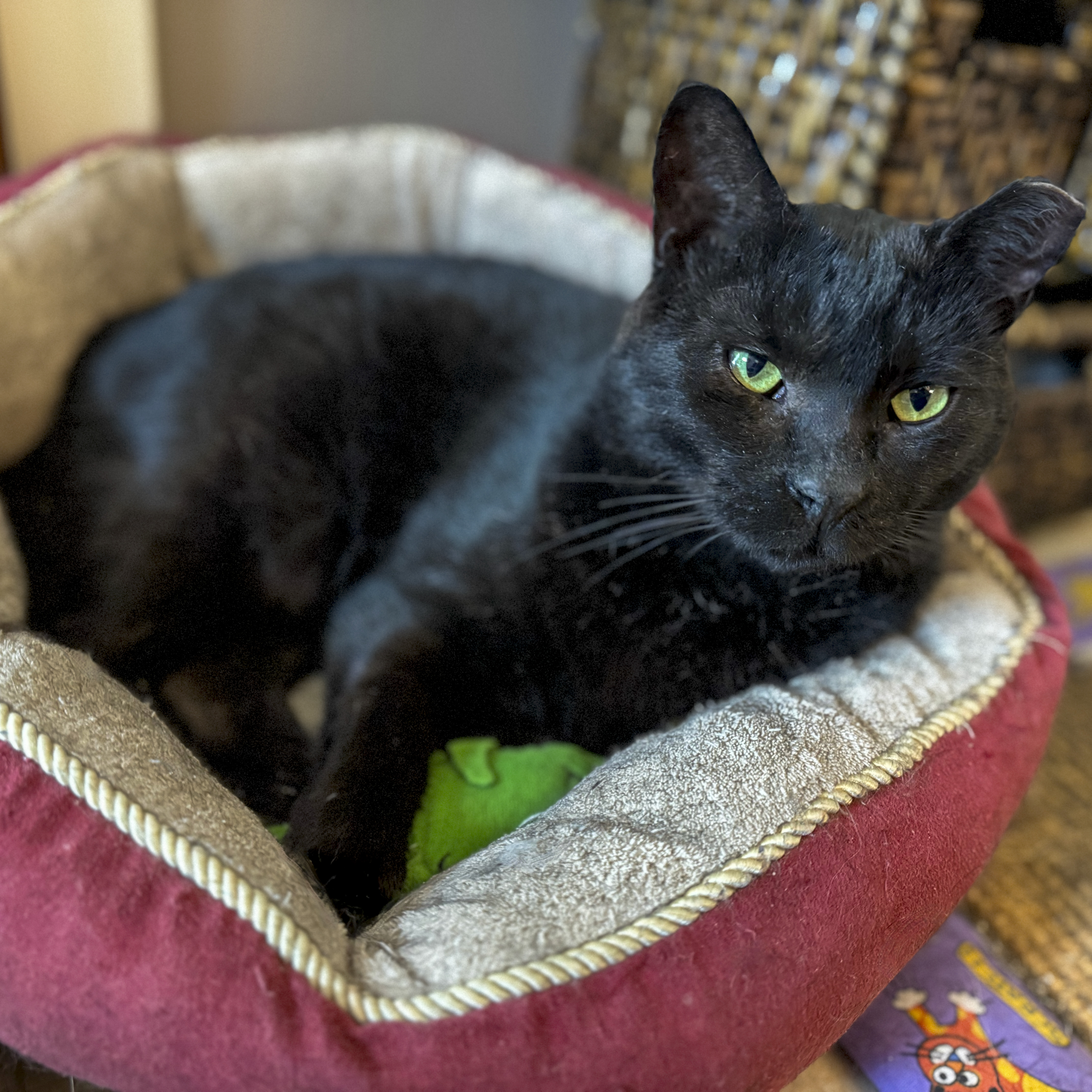 Doug, a Adoptable mixed breed in Benicia, CA image 6/6