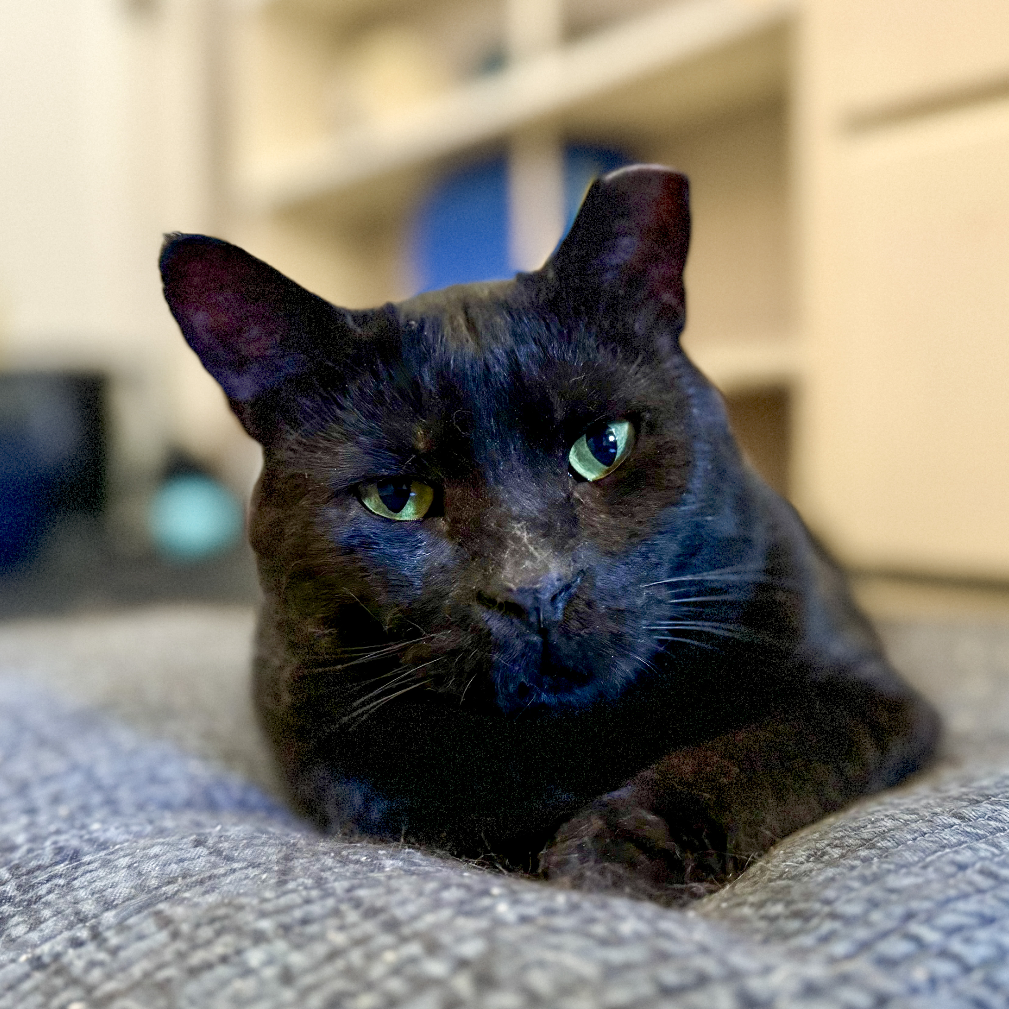 Doug, a Adoptable mixed breed in Benicia, CA image 3/6