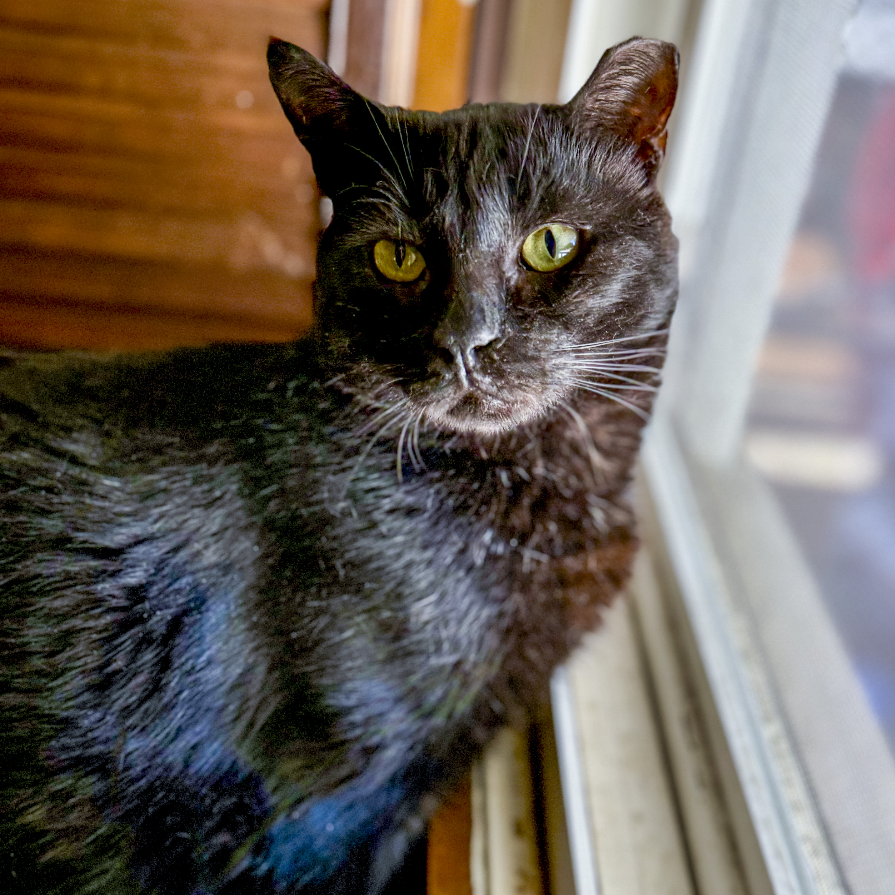 Doug, Adoptable, Adult Male Domestic Short Hair & British Shorthair.