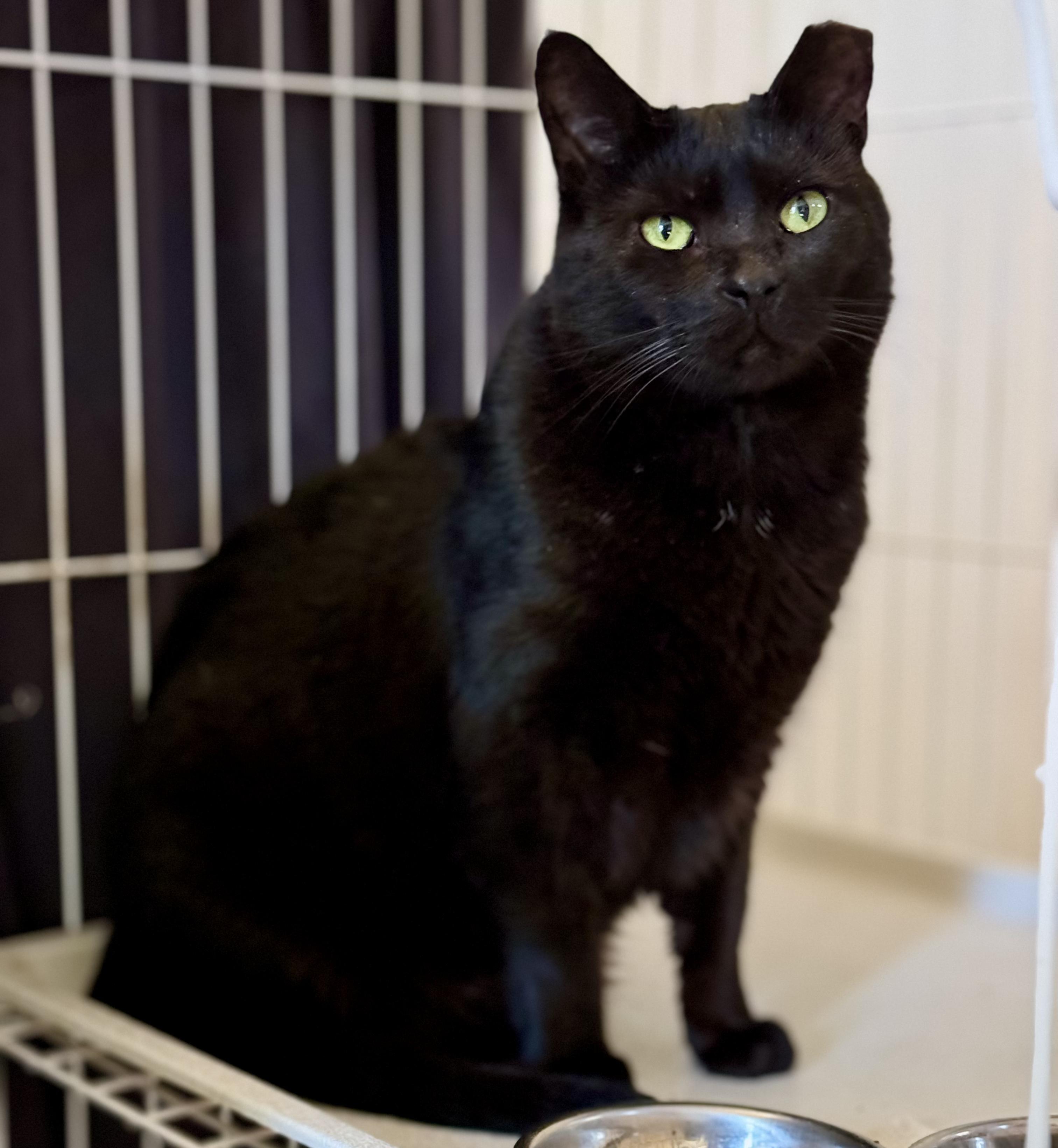 Doug, a Adoptable mixed breed in Benicia, CA image 2/6