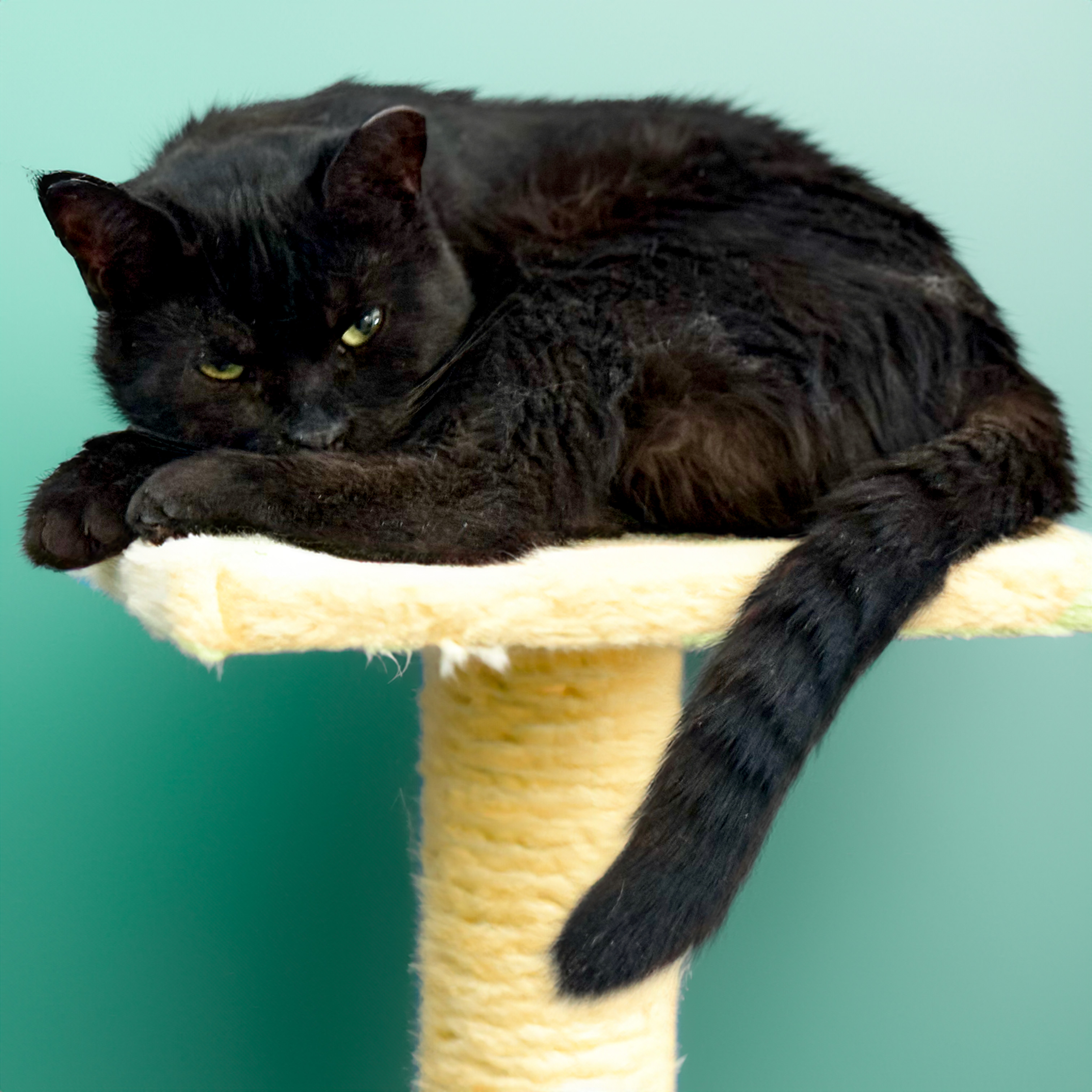 Doug, a Adoptable mixed breed in Benicia, CA image 5/6