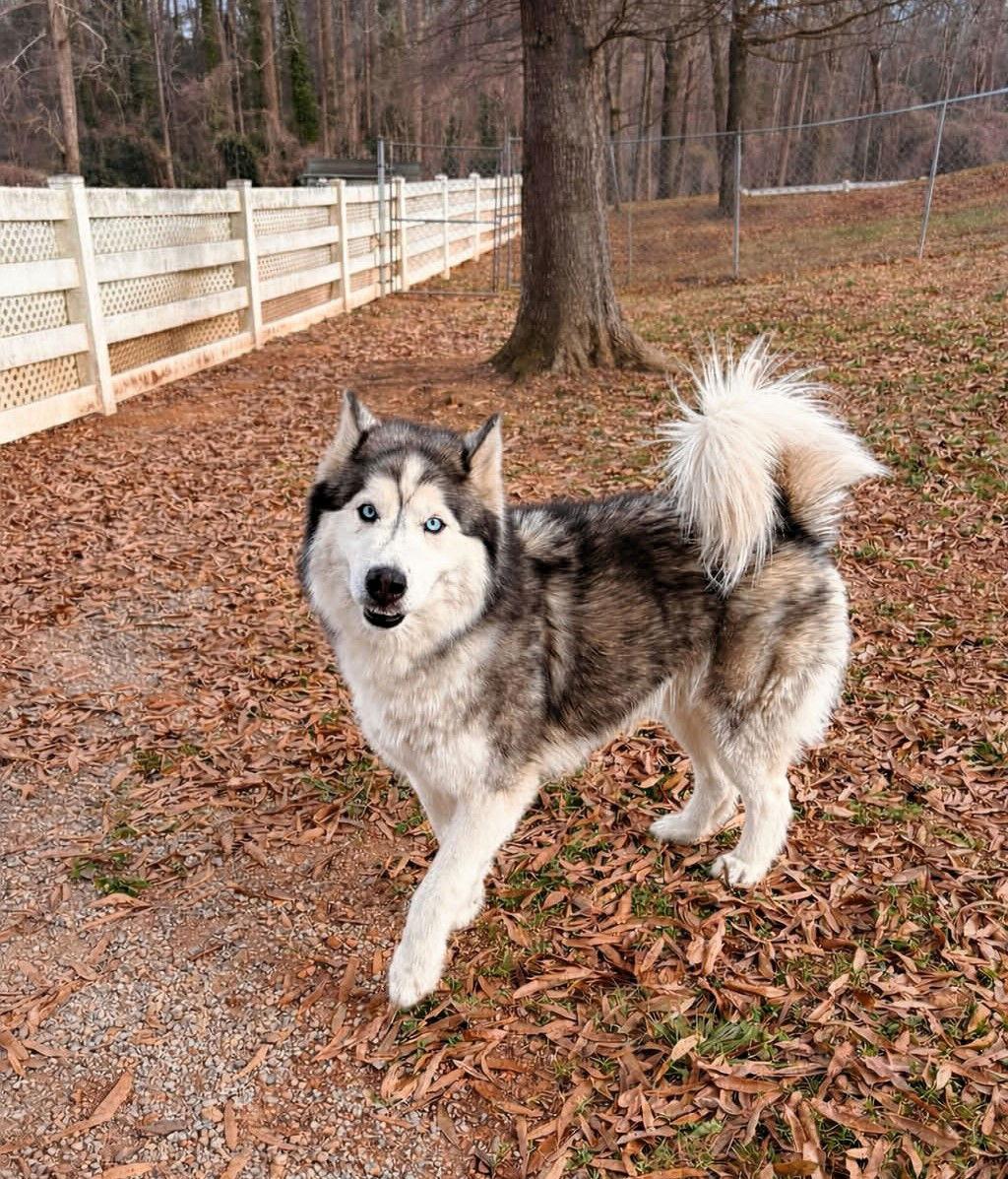Glacier, Adopted, Young Male Mixed Breed.