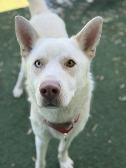 Gizmo, a ADOPTABLE mixed breed in Sacramento, CA image 3/3
