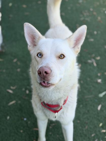 Gizmo, a ADOPTABLE mixed breed in Sacramento, CA image 2/3