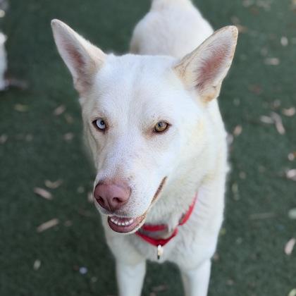 Gizmo, a ADOPTABLE mixed breed in Sacramento, CA image 1/3