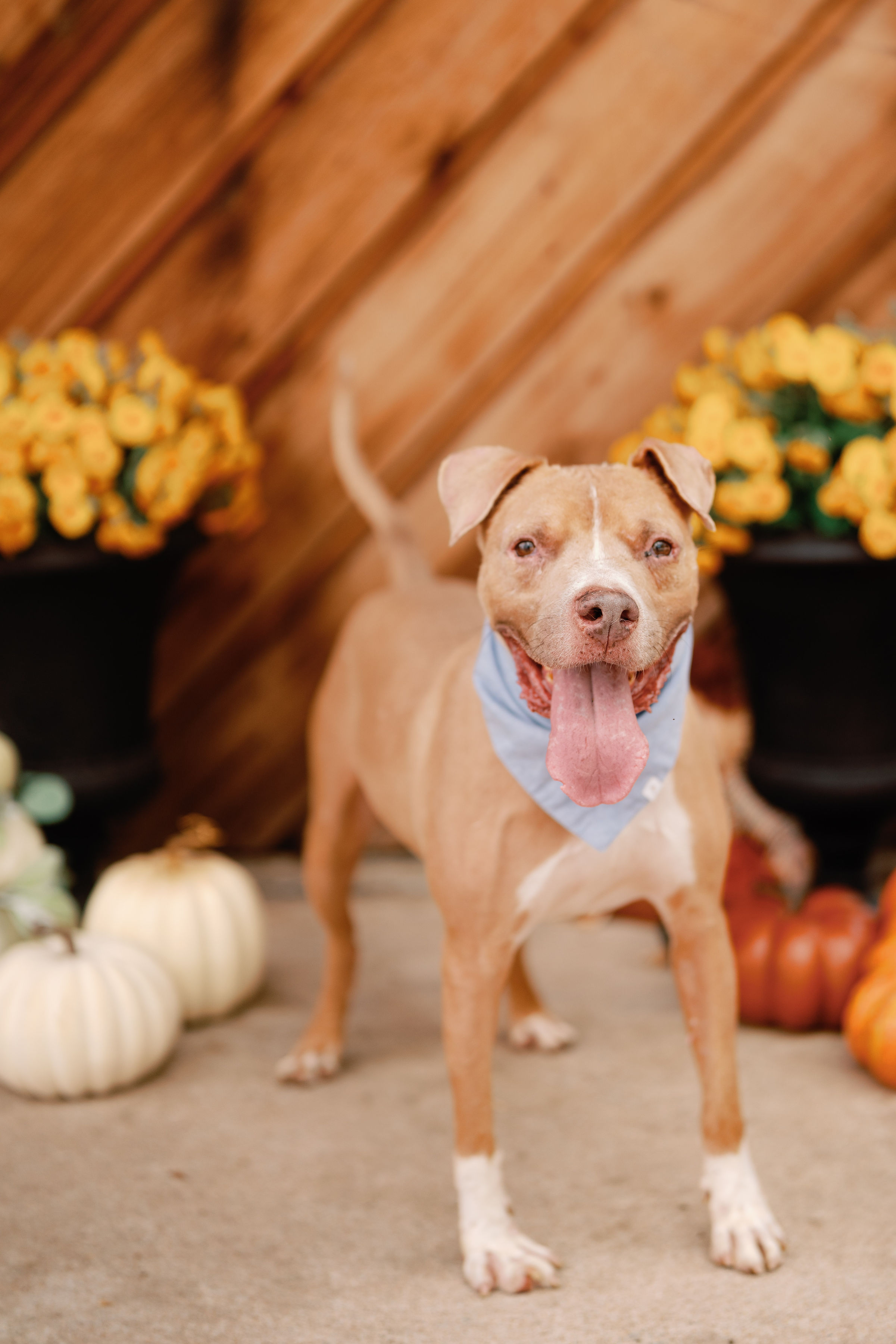 Boogie, Adoptable, Adult Male American Staffordshire Terrier.