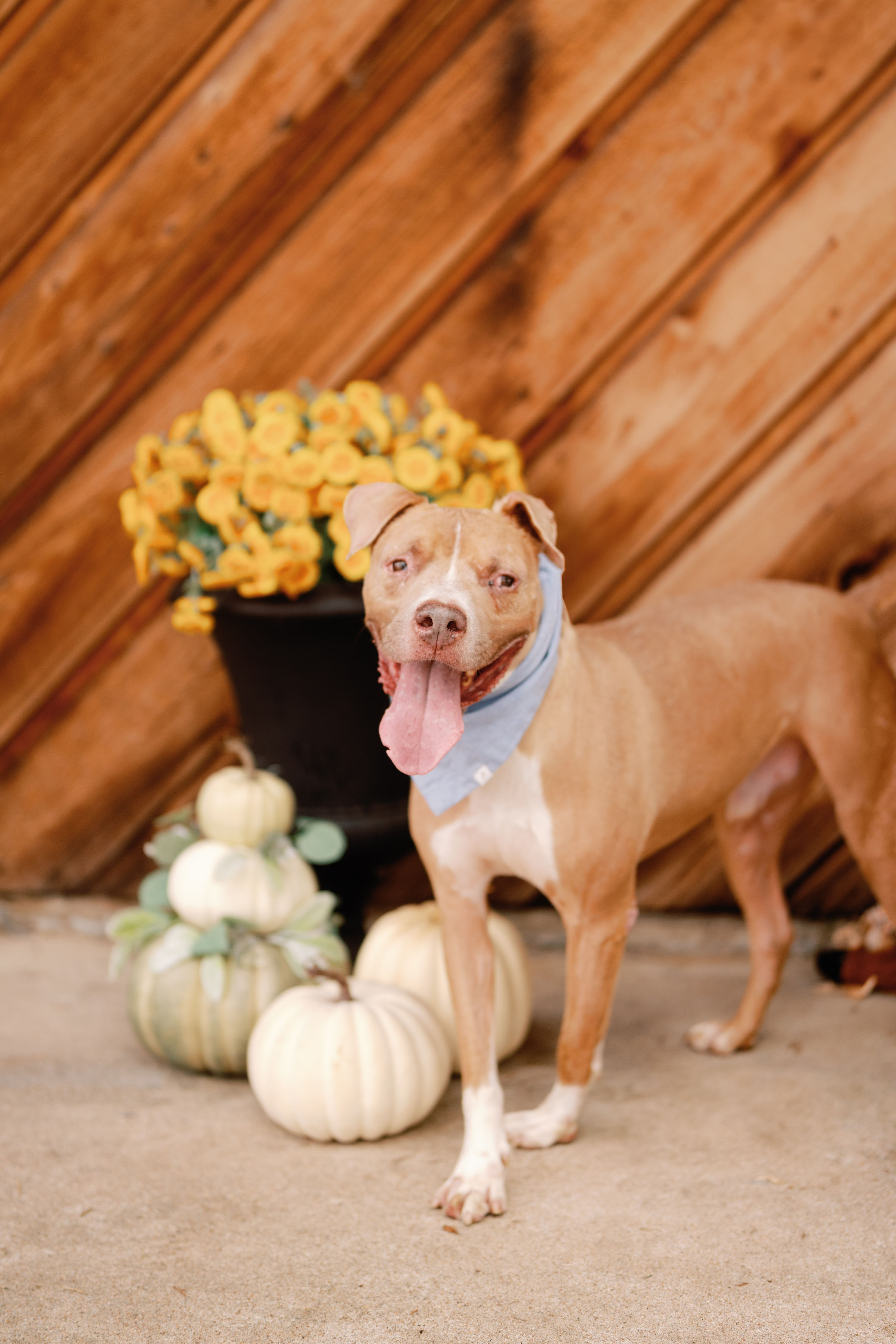 Enlarge Boogie, a Adoptable mixed breed in Houston, TX image 3/5