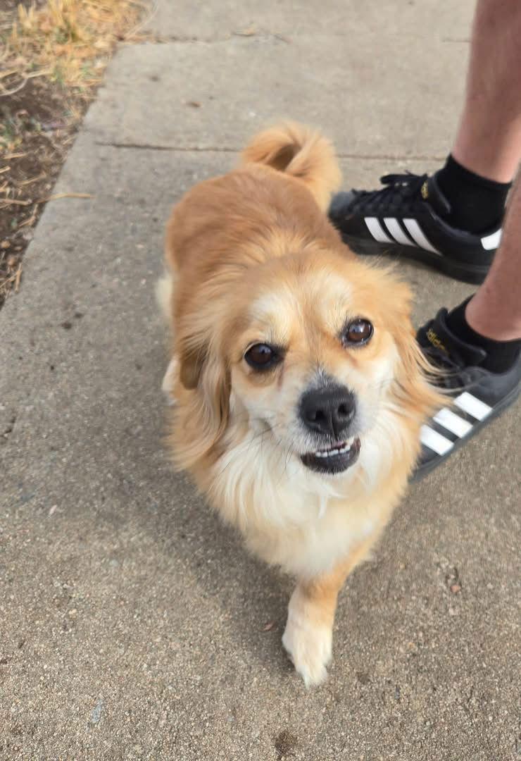 Princess, Adoptable, Young Female Dachshund.