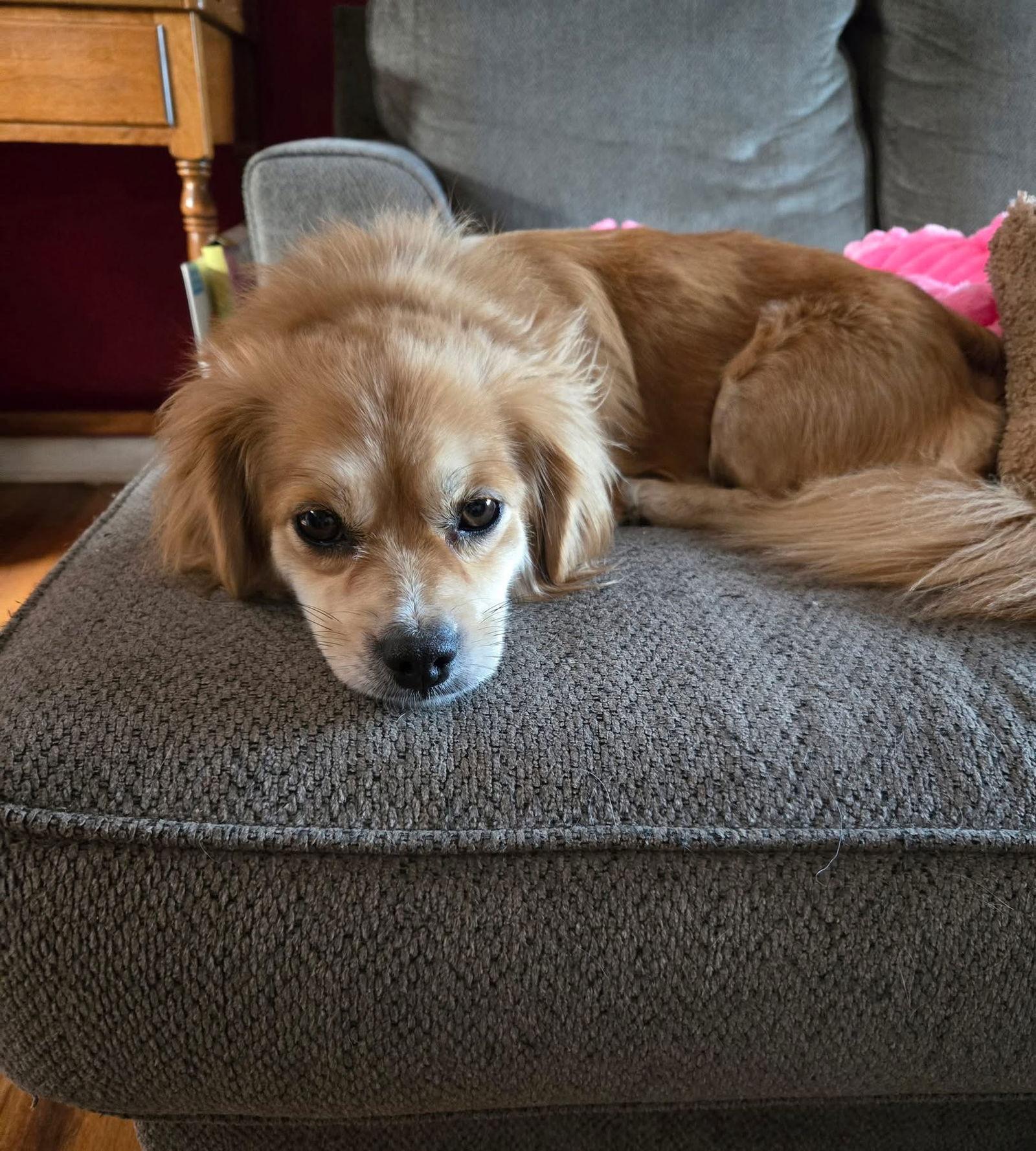 Enlarge Princess, a Adoptable Dachshund in Denver, CO image 2/3