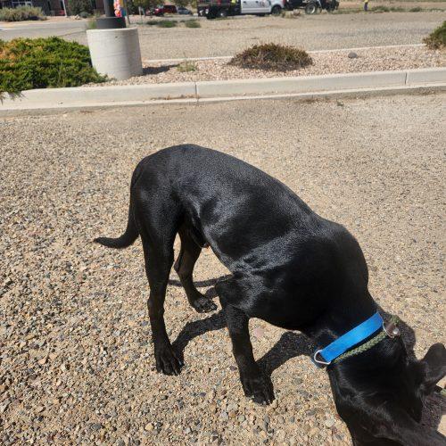 Zane, Adoptable, Adult Male German Shepherd Dog & Mixed Breed.