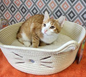 Enlarge Percy, a ADOPTABLE Domestic Short Hair in Bucyrus, OH image 2/3