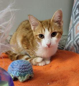 Percy, ADOPTABLE, Young Male Domestic Short Hair.