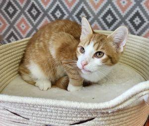 Enlarge Percy, a ADOPTABLE Domestic Short Hair in Bucyrus, OH image 3/3
