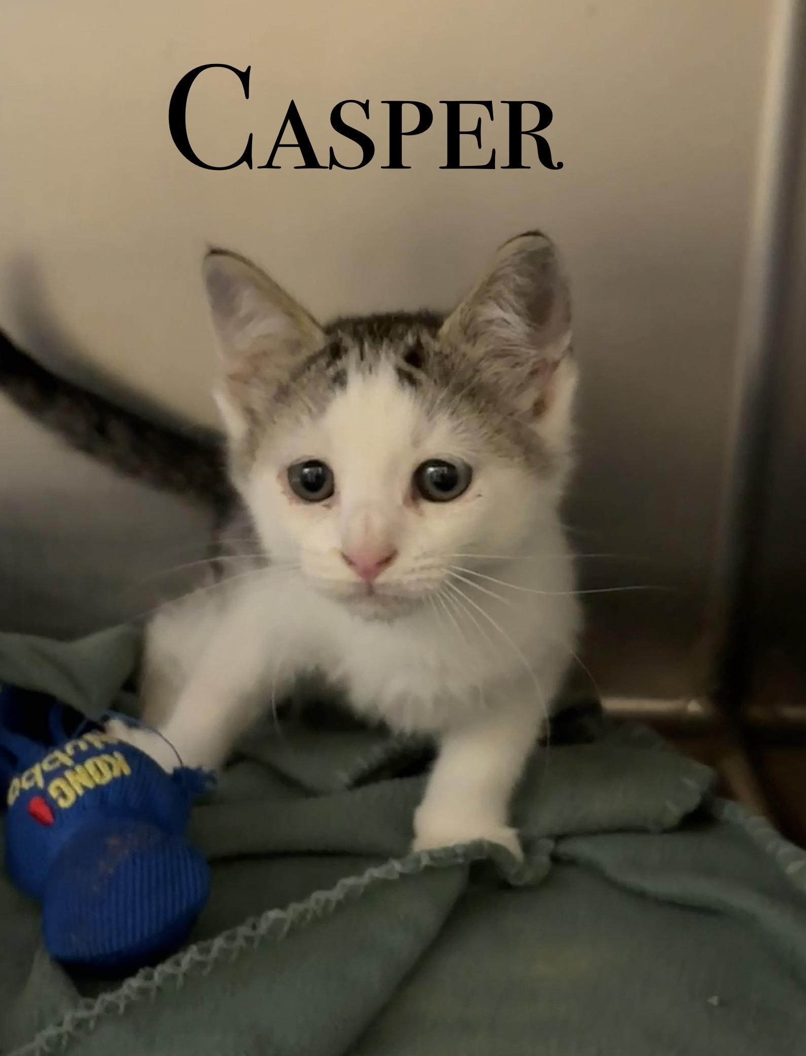Enlarge KITTENS, a Adoptable Domestic Short Hair in Craig, CO image 1/4