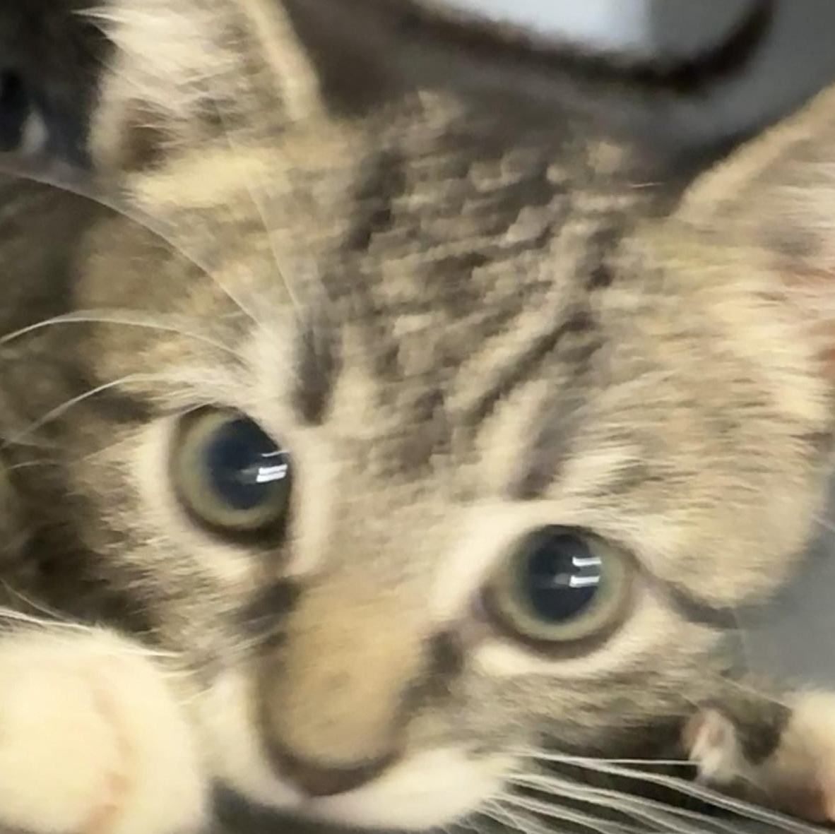 Enlarge KITTENS, a Adoptable Domestic Short Hair in Craig, CO image 3/4
