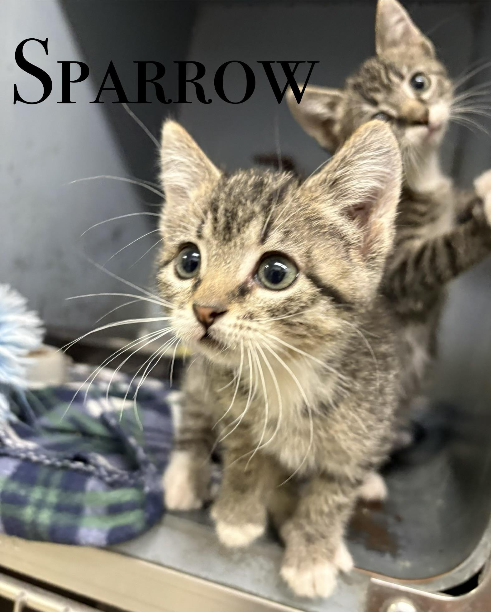 Enlarge KITTENS, a Adoptable Domestic Short Hair in Craig, CO image 2/4