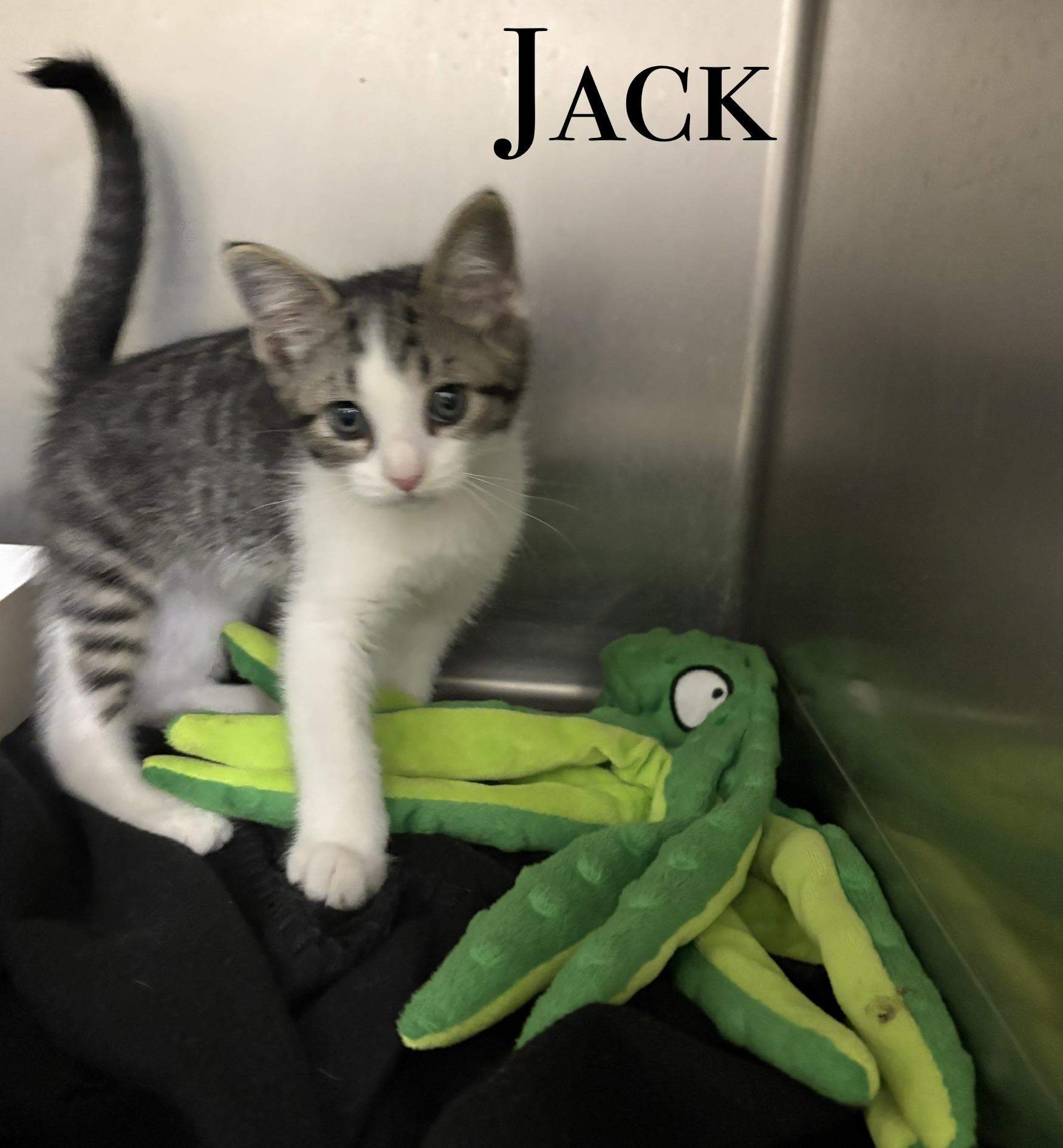 Enlarge KITTENS, a Adoptable Domestic Short Hair in Craig, CO image 4/4