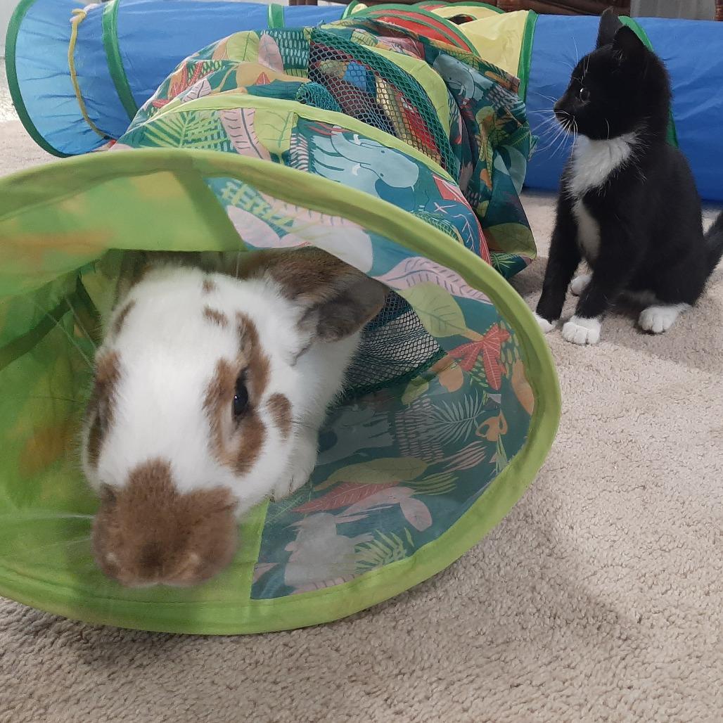Enlarge Mr.Hops M12522, a Adoptable Checkered Giant in Princeton, MN image 3/4