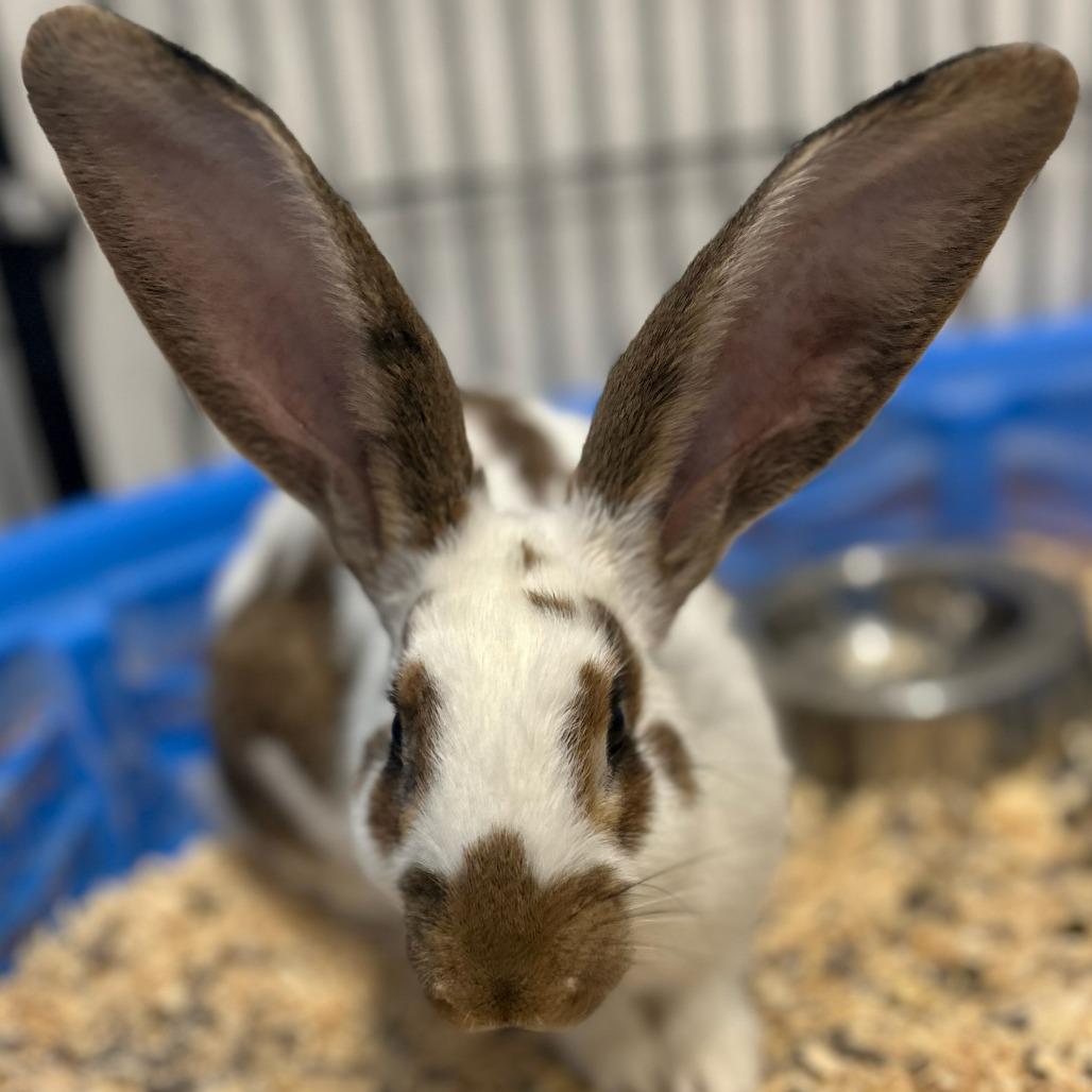 Enlarge Mr.Hops M12522, a Adoptable Checkered Giant in Princeton, MN image 2/4