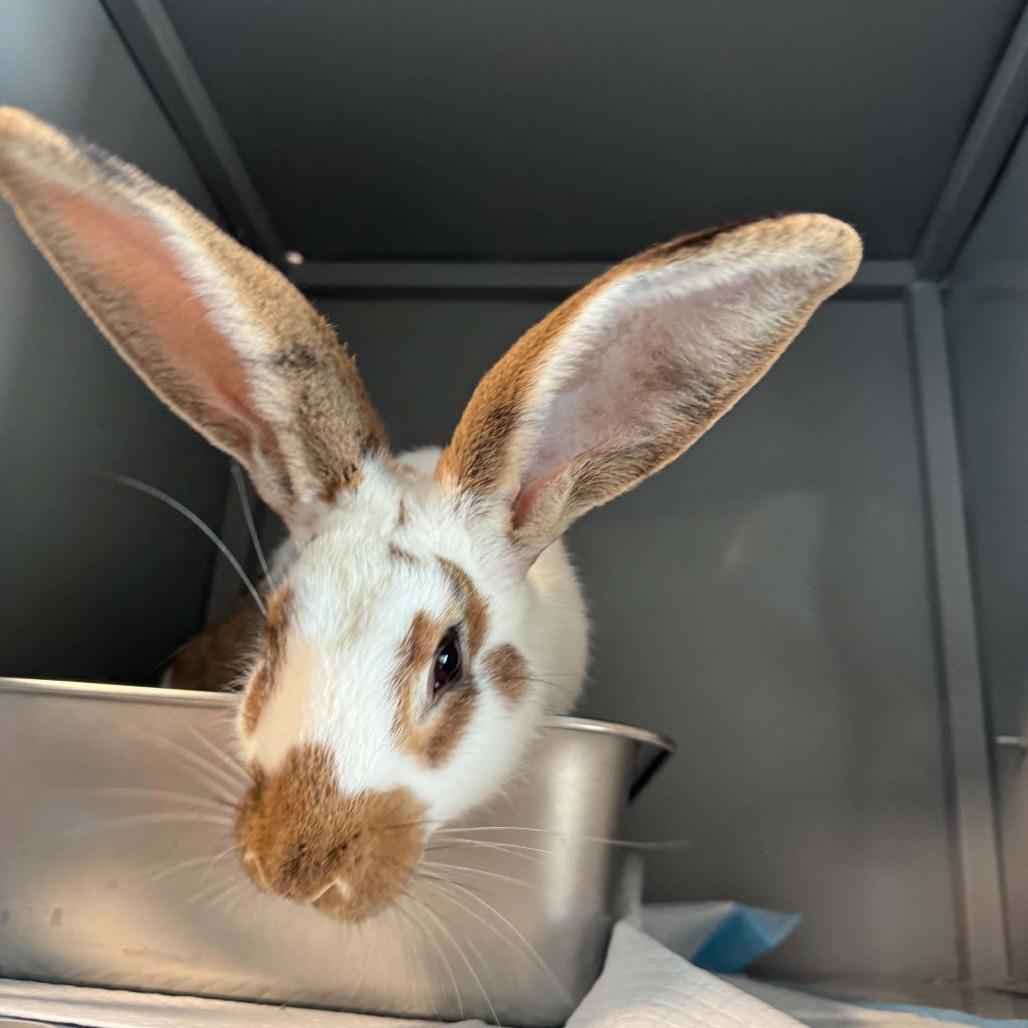 Enlarge Mr.Hops M12522, a Adoptable Checkered Giant in Princeton, MN image 4/4