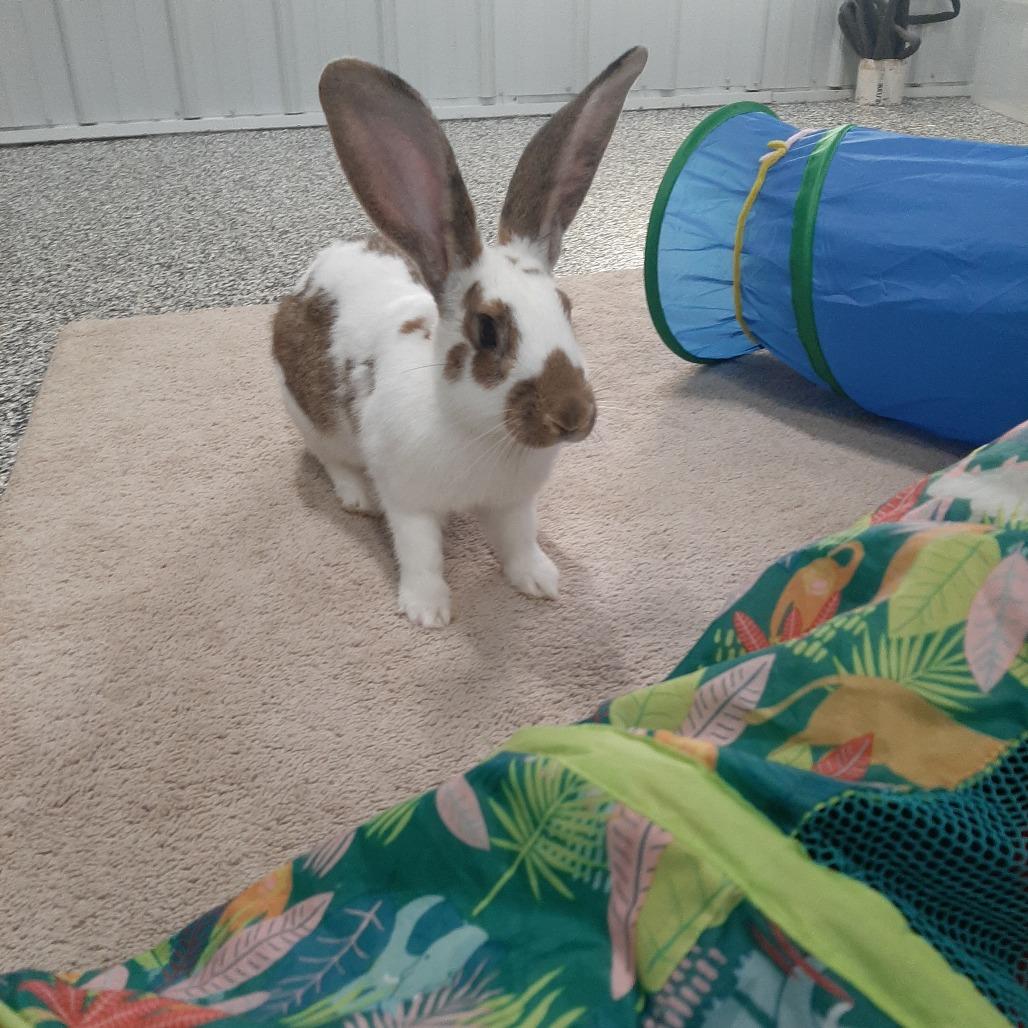 Enlarge Mr.Hops M12522, a Adoptable Checkered Giant in Princeton, MN image 1/4