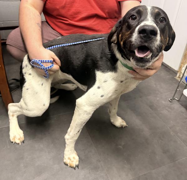 Daisy, Adoptable, Young Female Coonhound.