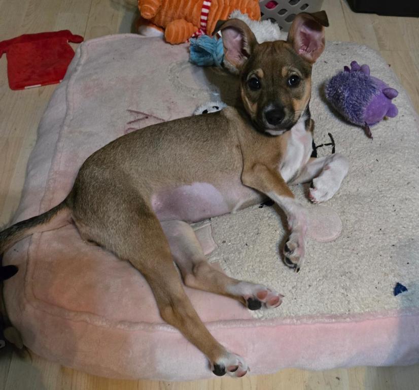 Dory, Adoptable, Young Female Chihuahua.