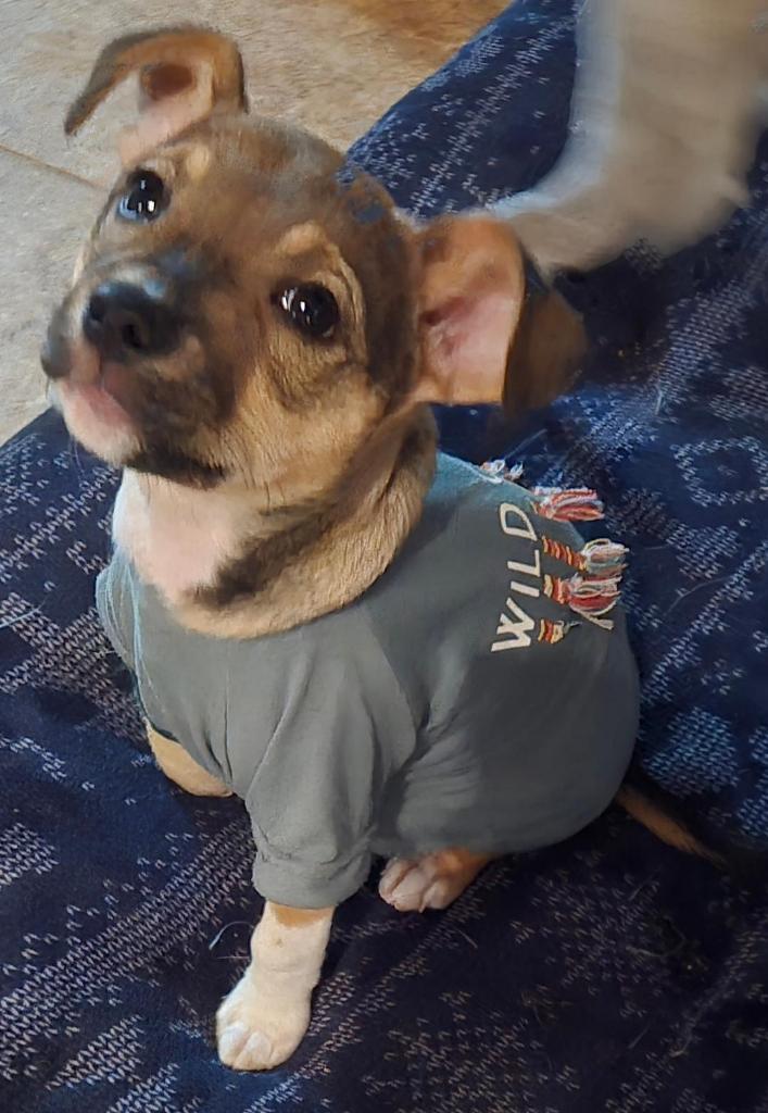 Dory, a Adoptable Chihuahua in San Antonio, TX image 2/3