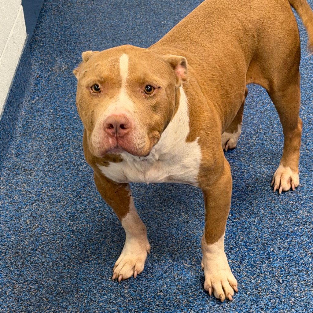 26-342 Diesel, Adoptable, Adult Male Pit Bull Terrier.