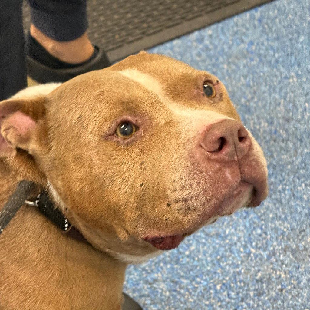 Enlarge 26-342 Diesel, a Adoptable Pit Bull Terrier in Tarboro, NC image 2/3
