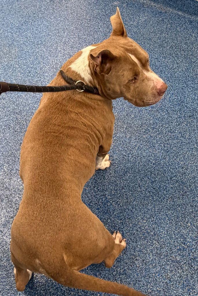Enlarge 26-342 Diesel, a Adoptable Pit Bull Terrier in Tarboro, NC image 3/3