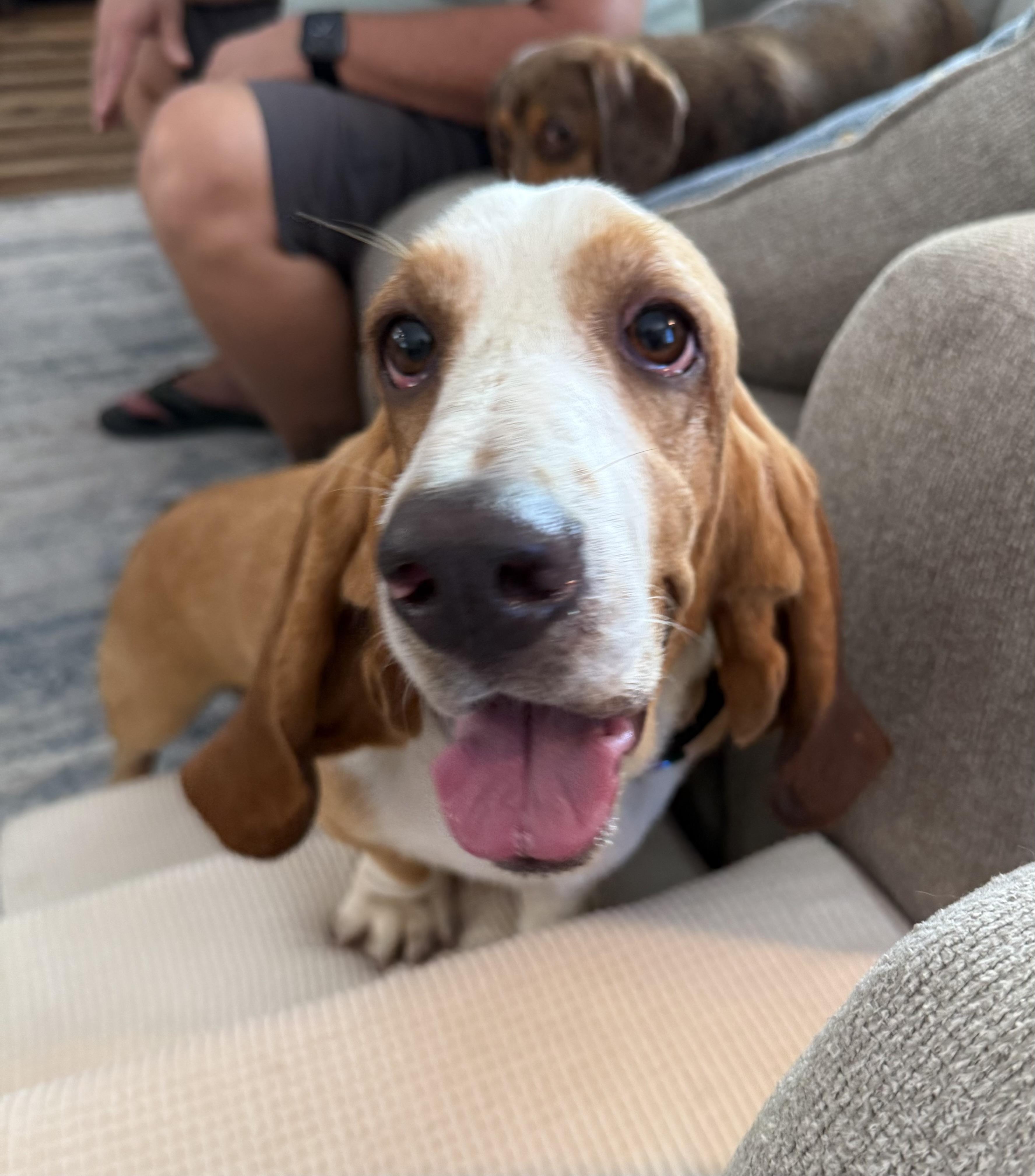 Adele, ADOPTABLE, Young Female Basset Hound.