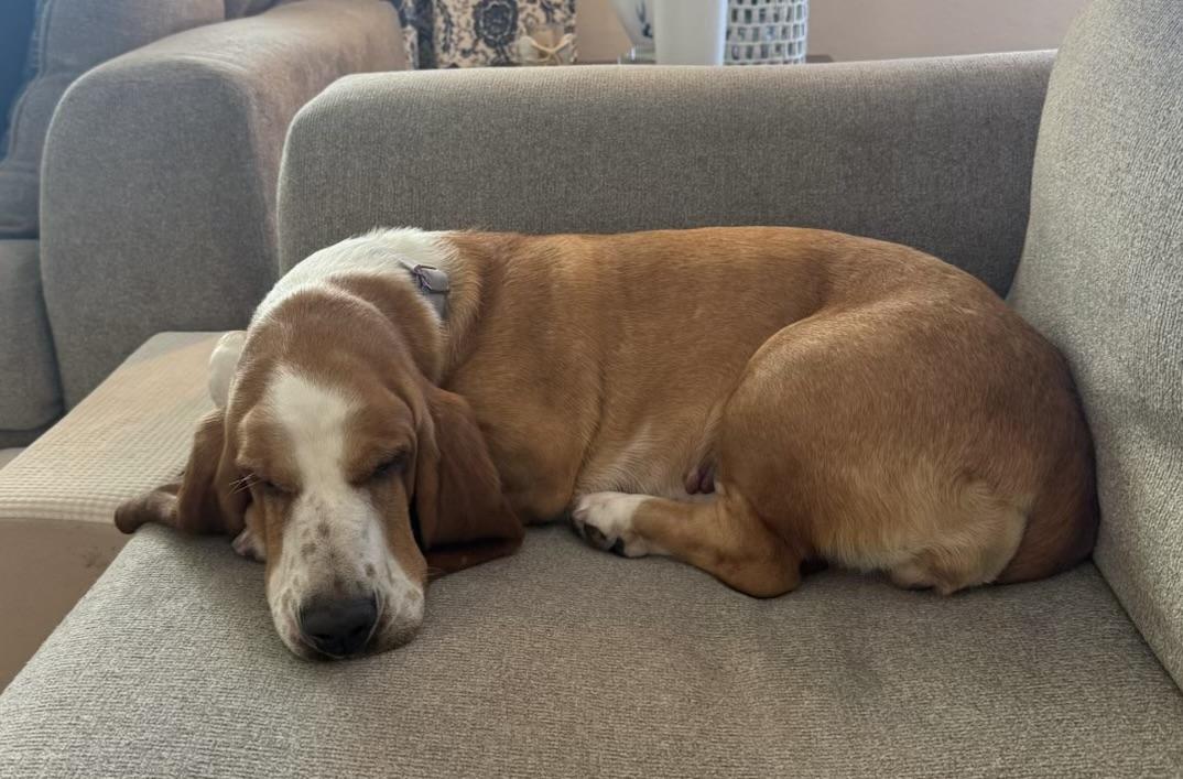 Adele, a ADOPTABLE Basset Hound in Auburndale, FL image 2/2