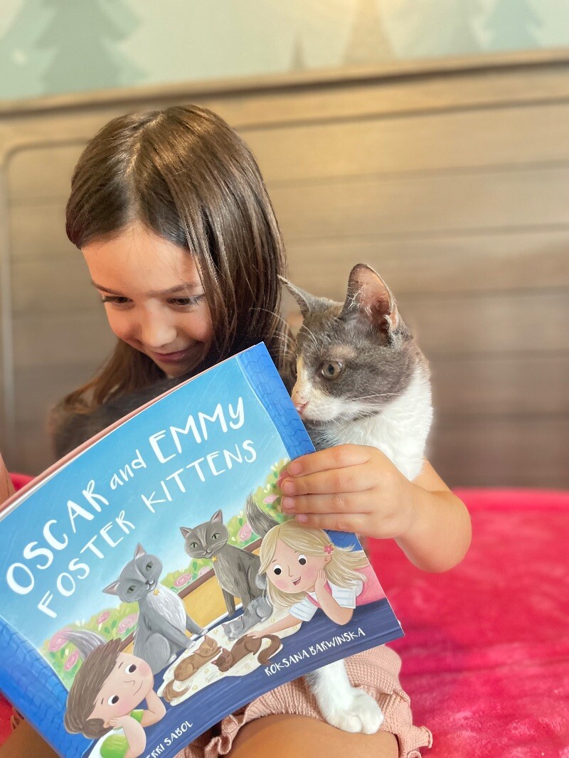 Cat for adoption Stitch Majestic, a Domestic Short Hair Mix in