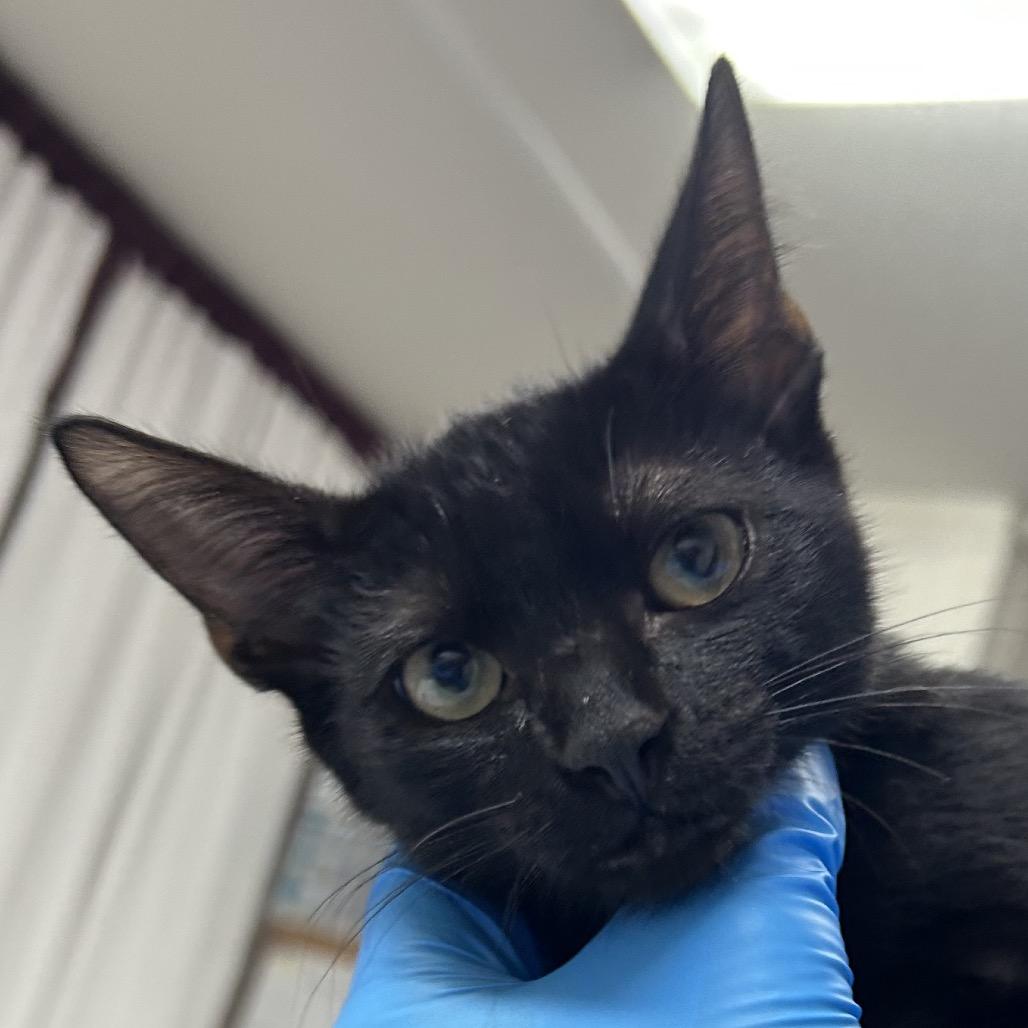 Enlarge Sable, a Adoptable Domestic Short Hair in Pensacola, FL image 1/1