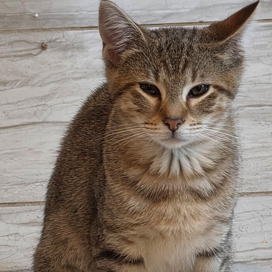 Enlarge Twizzler, a ADOPTABLE Domestic Short Hair in west Warwick, RI image 1/1