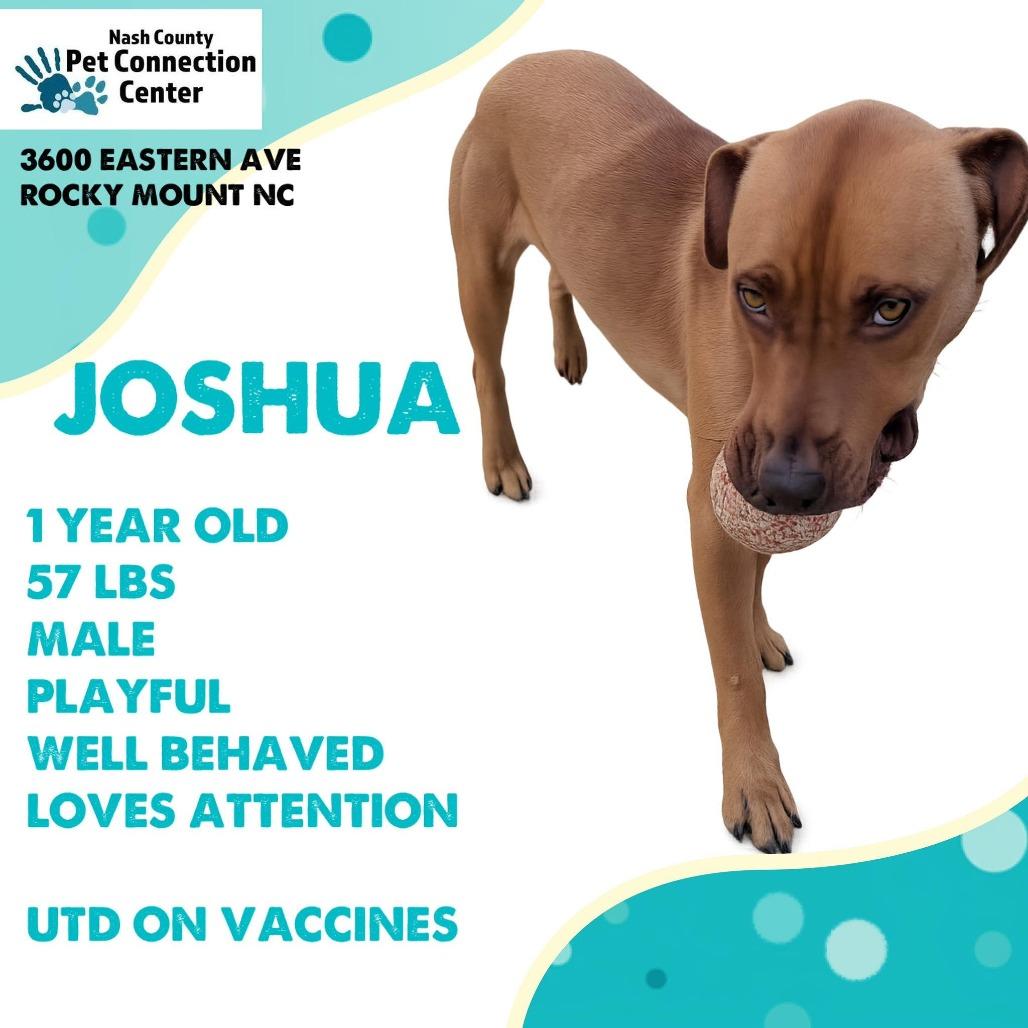 JOSHUA Available NOW - ADOPTION or RESCUE!, Adoptable, Young Male Mixed Breed.