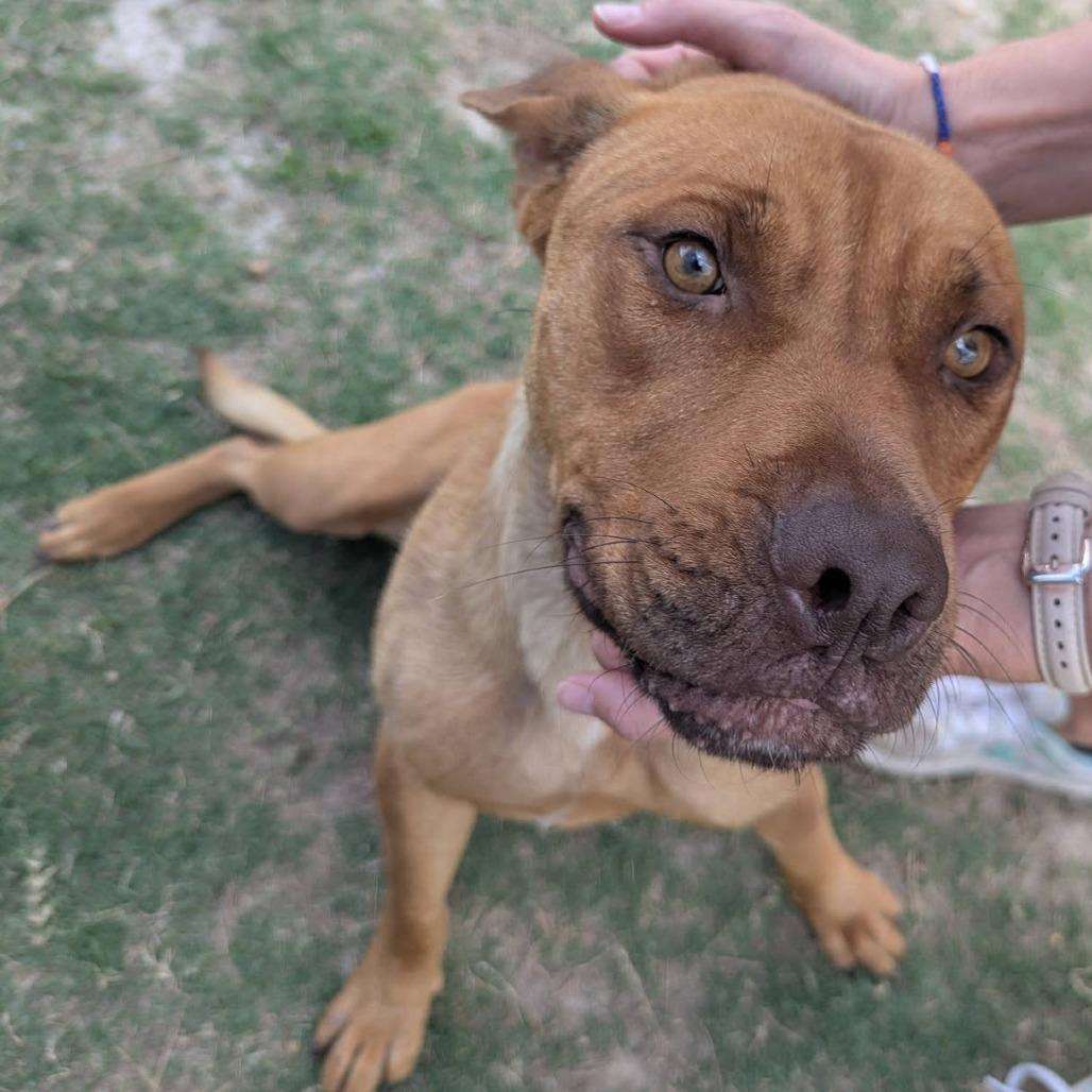 JOSHUA Available NOW - ADOPTION or RESCUE!, a Adoptable Mixed Breed in Nashville, NC image 2/3