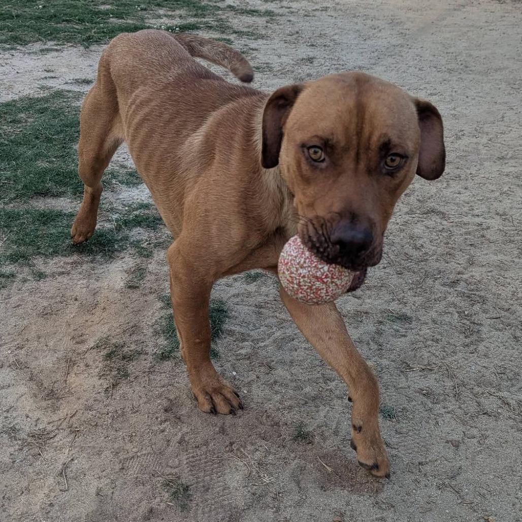 JOSHUA Available NOW - ADOPTION or RESCUE!, a Adoptable Mixed Breed in Nashville, NC image 3/3