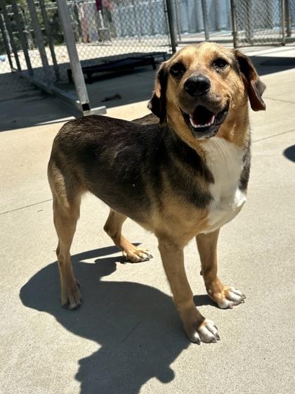 coconutty, a Adoptable mixed breed in King William, VA image 1/3