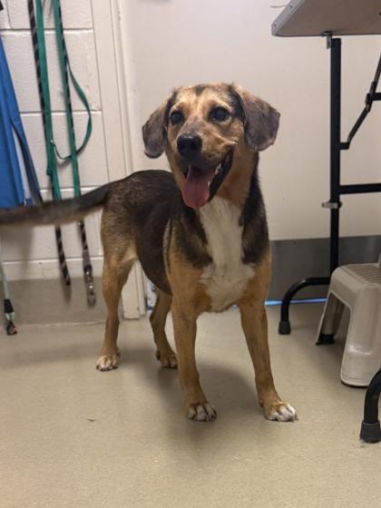 coconutty, a Adoptable mixed breed in King William, VA image 2/3